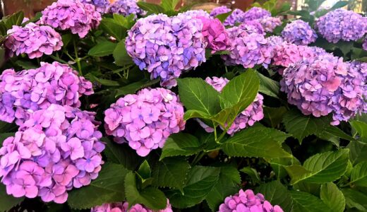 紫陽花